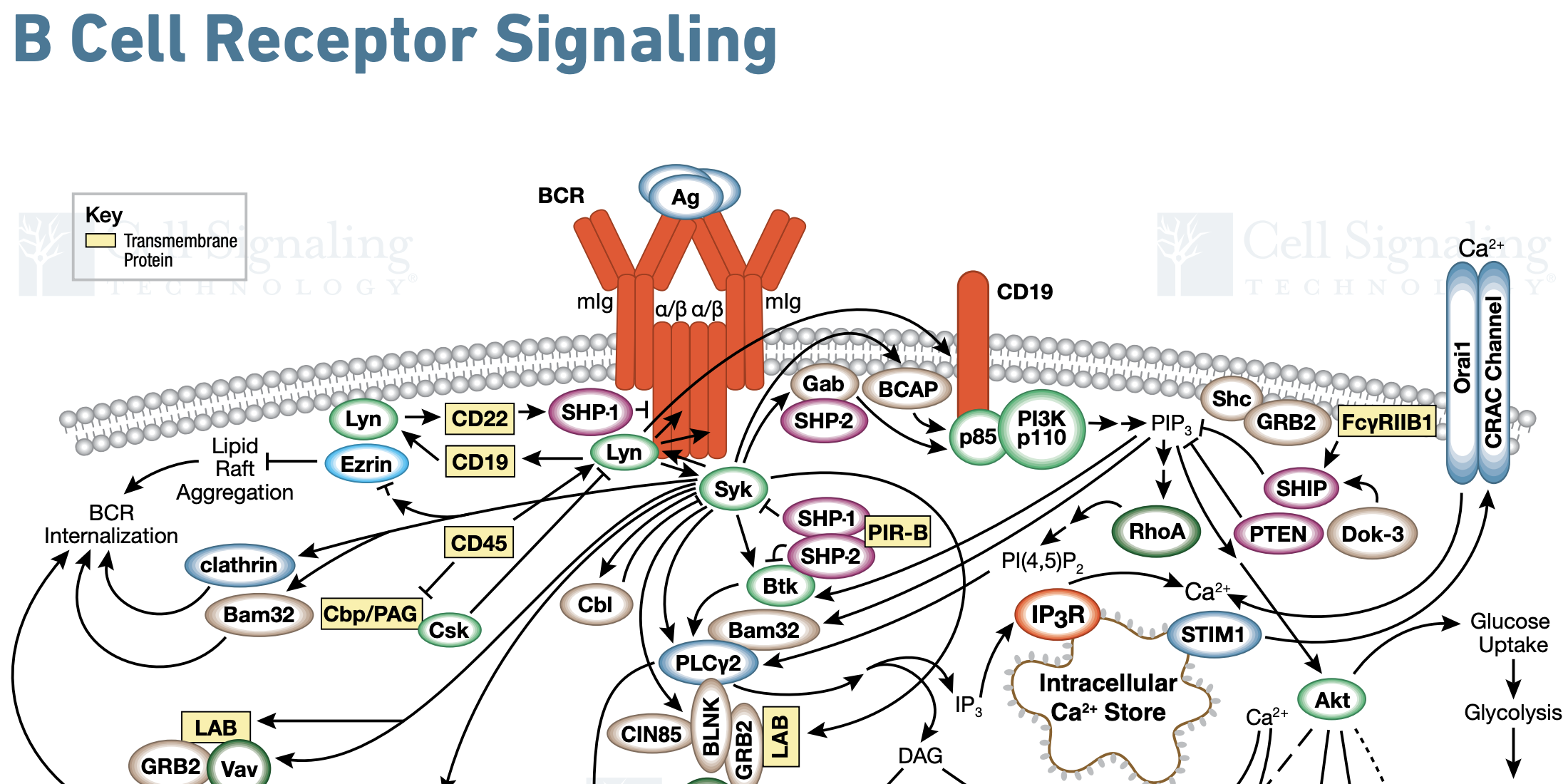 B Cell Basics: What A Disease Researcher Needs To Know